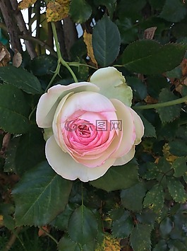 花,玫瑰,粉紅色