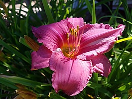 粉紅色,花,花園