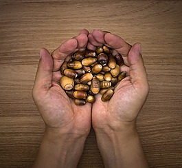 橡果,秋季,水果