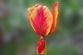 郁金香,開花,一滴水