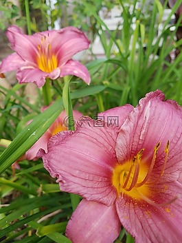 盛開,花,開花