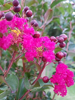 盛開,花,開花