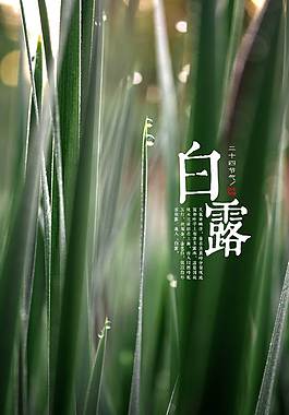 創意白露海報