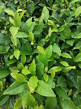 蒙蒙细雨中的茶树茶叶