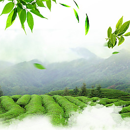 綠色茶樹電商背景