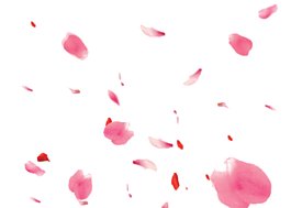 散亂漂浮桃花花瓣