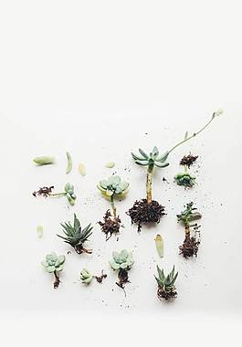 多肉植物廣告背景