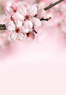 粉色桃花廣告背景