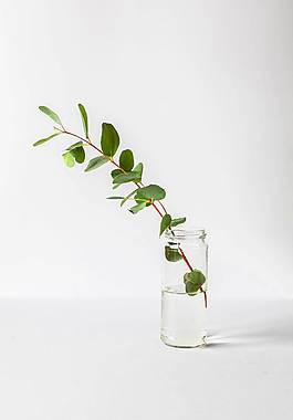 簡約植物廣告背景