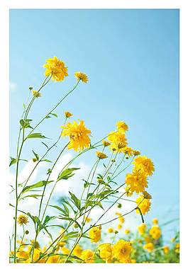 高清花卉廣告背景