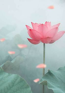 花卉植物廣告背景