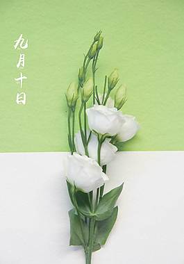 高清白玫瑰廣告背景