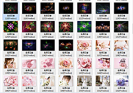高清花朵背景合集