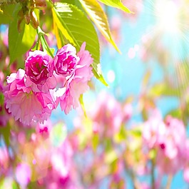 紫色    花朵