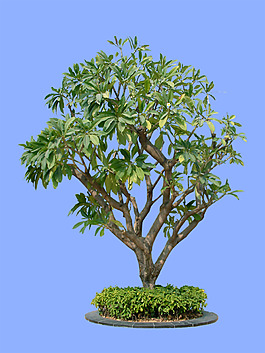 園林植物草坪