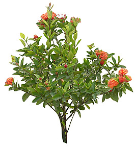 園林植物草坪