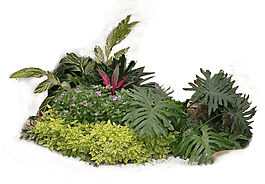 園林植物草坪