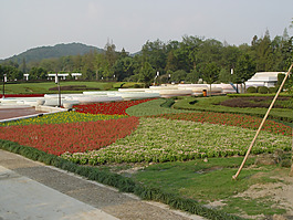 園林植物草坪