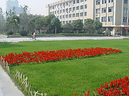 園林植物草坪