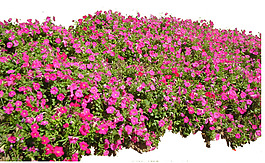 園林植物草坪