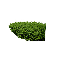 园林植物草坪