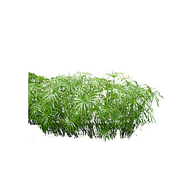 園林植物草坪