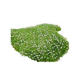 園林植物草坪