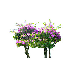 園林植物草坪