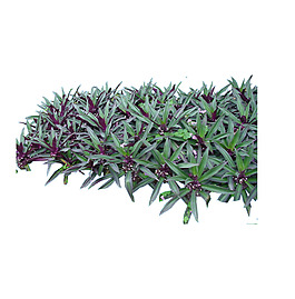 園林植物草坪