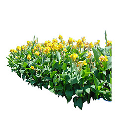 园林植物草坪