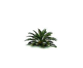 園林植物草坪