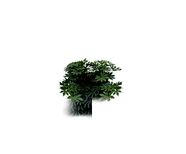 園林植物草坪