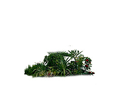 園林植物草坪