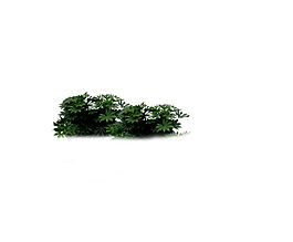 园林植物草坪