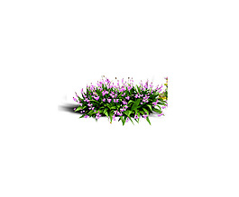 园林植物草坪