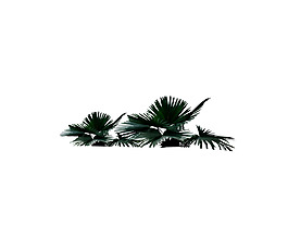 園林植物草坪