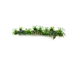 園林植物草坪