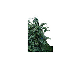 園林植物草坪