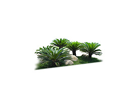 園林植物草坪
