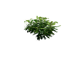 園林植物草坪