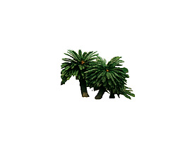 園林植物草坪