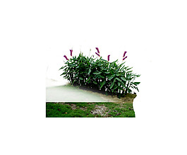 園林植物草坪