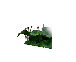 園林植物草坪