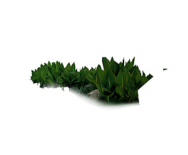 園林植物草坪