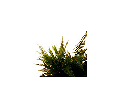 園林植物草坪