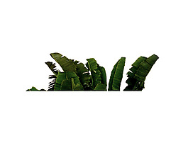 園林植物草坪