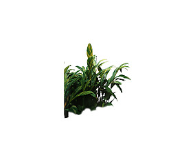 園林植物草坪