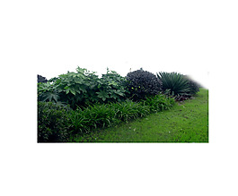 園林植物草坪