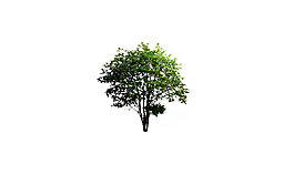 园林植物草坪