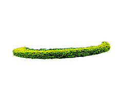 園林植物草坪